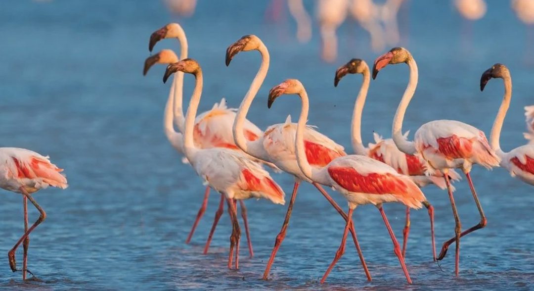 Team building en Camargue