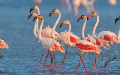 Team building en Camargue
